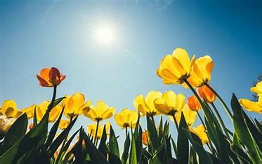 Afternoon Tea and Dying Matters conversations